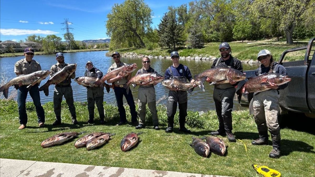 Colorado angler helps authorities crack down on gigantic invasive fish: ‘Highly unusual’