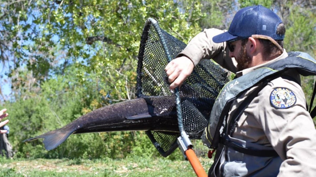 Colorado angler helps authorities crack down on gigantic invasive fish: ‘Highly unusual’