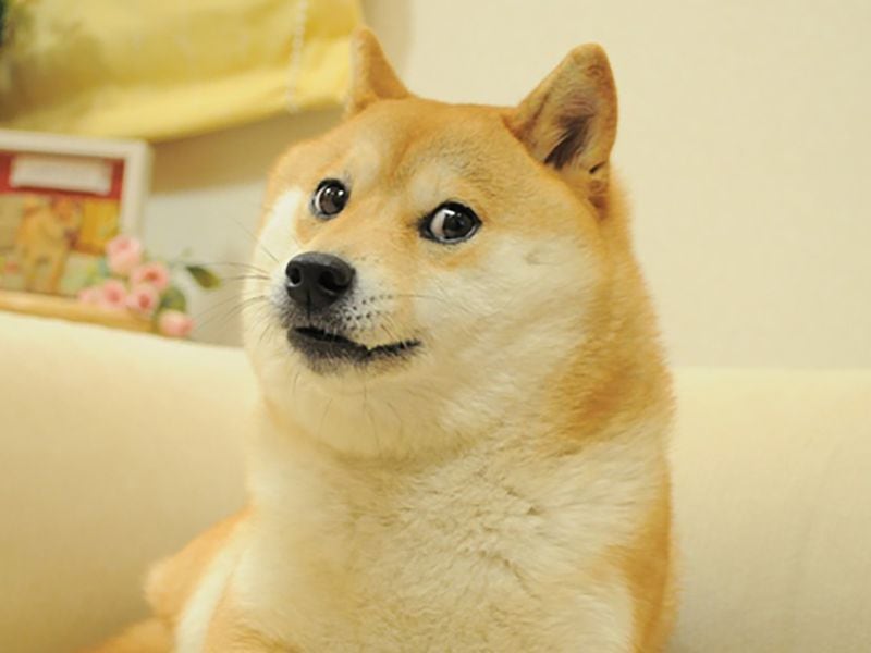 Dog That Inspired Dogecoin (DOGE), Shiba Inu (SHIB)